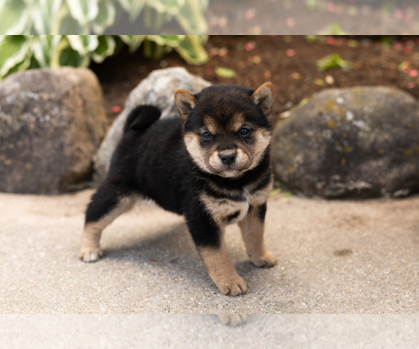 Medium Photo #4 Shiba Inu Puppy For Sale in MILLERSBURG, IN, USA
