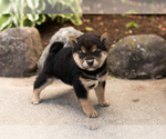 Small #3 Shiba Inu