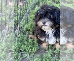 Small Photo #3 Shih-Poo Puppy For Sale in LANCASTER, MO, USA