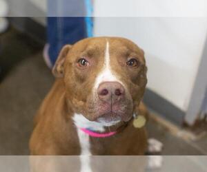 Mutt Dogs for adoption in Mountain Home, AR, USA