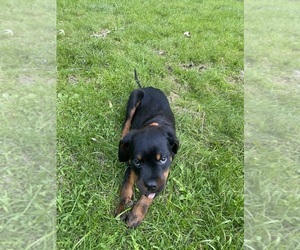 Rottweiler Puppy for sale in SOUTHFIELD, MI, USA
