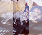Small Photo #1 French Bulldog Puppy For Sale in BLOOMINGTON, IL, USA