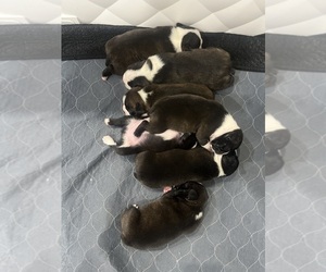 Boston Terrier Puppy for sale in SNOHOMISH, WA, USA