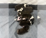 Image preview for Ad Listing. Nickname: Litter of 5