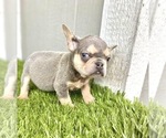 Small Photo #55 French Bulldog Puppy For Sale in CARY, NC, USA