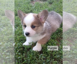 Medium Pembroke Welsh Corgi