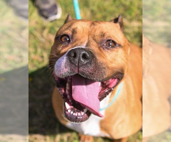Medium Photo #15 American Pit Bull Terrier Puppy For Sale in Glen Allen, VA, USA