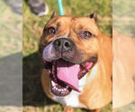 Small #14 American Pit Bull Terrier
