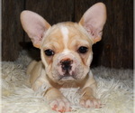 Small Photo #9 French Bulldog Puppy For Sale in VERONA, MO, USA