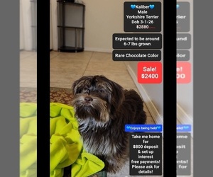 Yorkshire Terrier Puppy for sale in TUCSON, AZ, USA