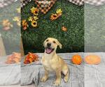 Small #1 Labrador Retriever