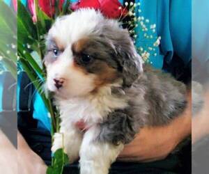 Miniature Bernedoodle Puppy for sale in NEWAYGO, MI, USA