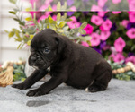 Small #7 Boxer