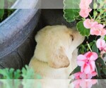 Puppy Light Blue Labrador Retriever