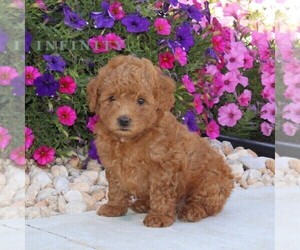 Goldendoodle (Miniature) Puppy for sale in OXFORD, PA, USA