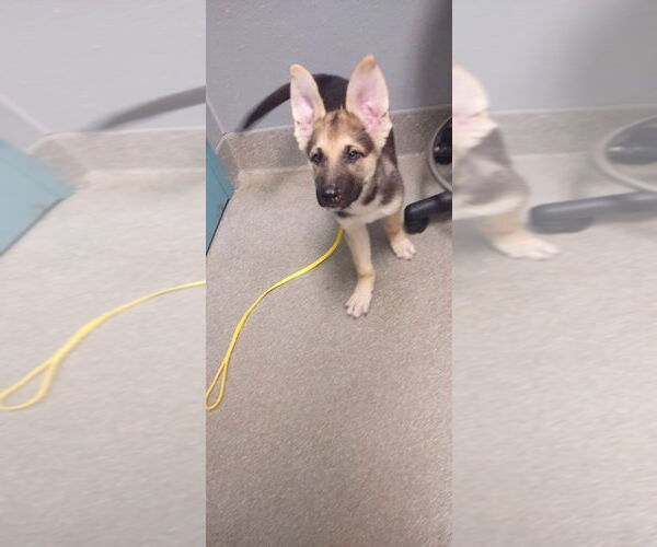 Medium Photo #1 German Shepherd Dog-Unknown Mix Puppy For Sale in Las Vegas, NV, USA