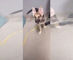 Small German Shepherd Dog Mix
