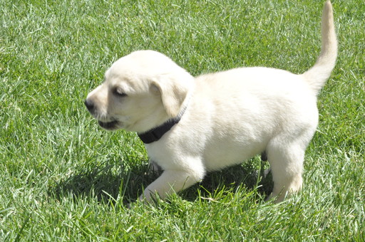 Medium Photo #1 Labrador Retriever Puppy For Sale in GREELEY, CO, USA