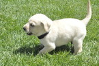 Small Photo #1 Labrador Retriever Puppy For Sale in GREELEY, CO, USA