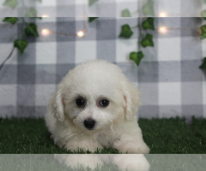 Bichon Frise Puppy for sale in MARIETTA, GA, USA