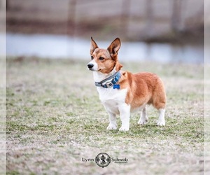 Father of the Pembroke Welsh Corgi puppies born on 02/23/2024