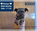 Small Photo #1 Morkie Puppy For Sale in TUCSON, AZ, USA