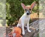 Small #1 Jack-Rat Terrier