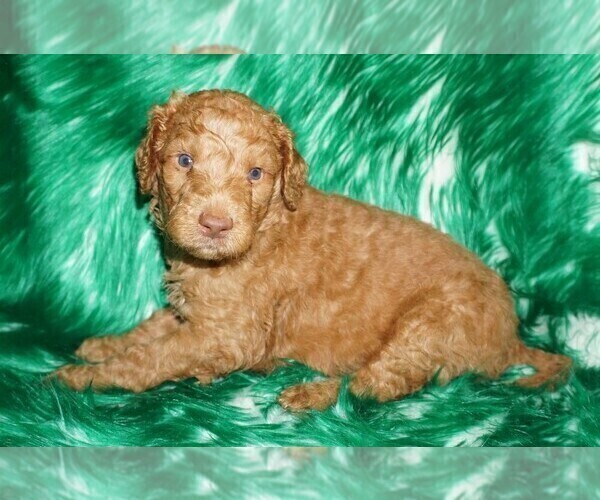 Medium Photo #5 Labradoodle Puppy For Sale in LA HABRA, CA, USA