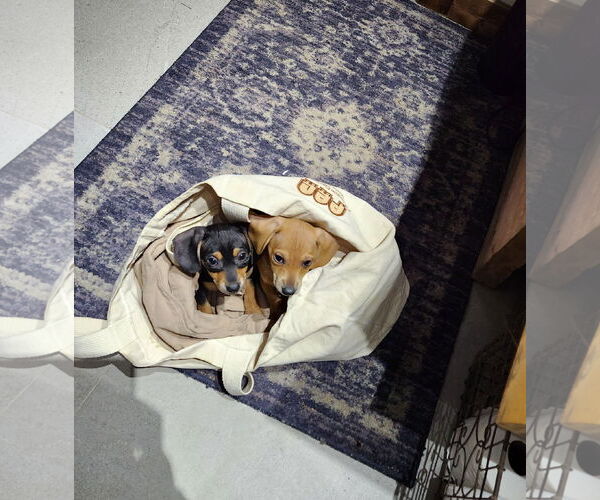 Medium Photo #3 Chihuahua-Unknown Mix Puppy For Sale in Aurora, CO, USA