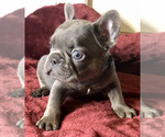 Small Photo #14 French Bulldog Puppy For Sale in BUCKS BAR, CA, USA