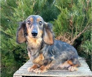 Mother of the Dachshund puppies born on 01/18/2024
