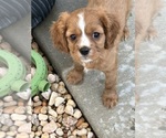 Puppy Becky Cavalier King Charles Spaniel