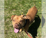 Small #29 American Pit Bull Terrier-Jack Russell Terrier Mix