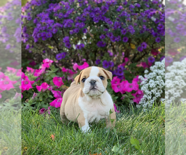 Medium Photo #8 English Bulldog Puppy For Sale in NAPPANEE, IN, USA