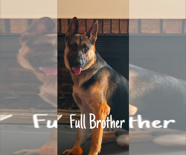 Medium Photo #5 German Shepherd Dog Puppy For Sale in WOLFE CITY, TX, USA