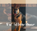 Small #4 German Shepherd Dog