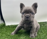Puppy Puppy 3 French Bulldog