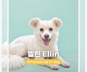 Unknown-pomeranian spitz Mix Dogs for adoption in Agoura Hills, CA, USA