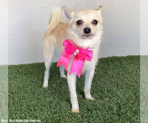 Medium Photo #3 Chihuahua-Unknown Mix Puppy For Sale in San Diego, CA, USA