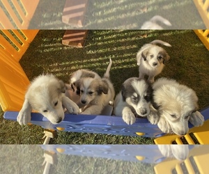 Great Pyrenees-Saint Bernard Mix Puppy for sale in VANDALIA, MO, USA