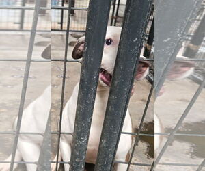 Siberian Husky-Unknown Mix Dogs for adoption in Jackson, MS, USA