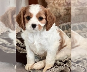 Cavalier King Charles Spaniel Puppy for Sale in FAIRMONT, West Virginia USA