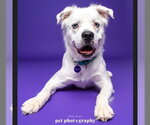 Small Photo #16 Great Pyrenees-Unknown Mix Puppy For Sale in Fargo, ND, USA