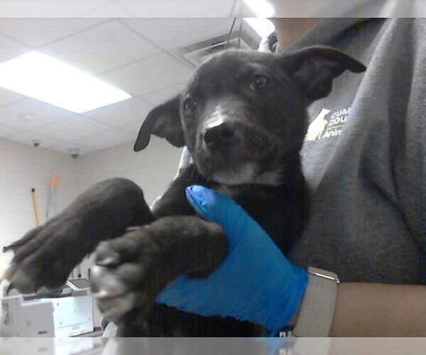 Medium Photo #1 Mutt Puppy For Sale in Fayetteville, NC, USA