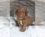 Small Photo #2 Goldendoodle (Miniature) Puppy For Sale in CRESTON, OH, USA