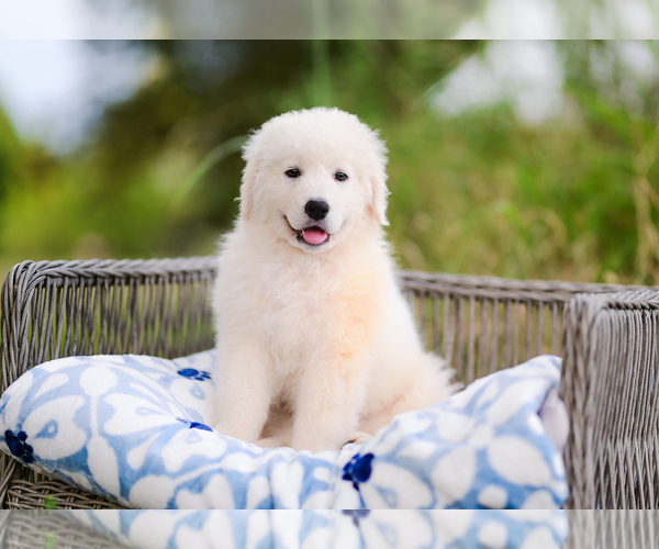 Medium Photo #4 Great Pyrenees Puppy For Sale in CONWAY, MO, USA