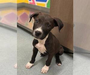 Labrador Retriever Dogs for adoption in Baytown, TX, USA