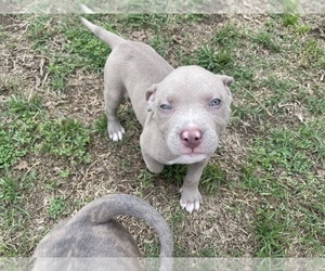 American Pit Bull Terrier-American Staffordshire Terrier Mix Puppy for Sale in SPRINGTOWN, Texas USA
