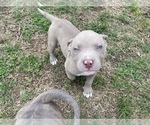 Puppy 2 American Pit Bull Terrier-American Staffordshire Terrier Mix