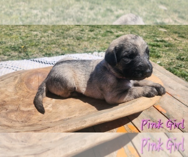Medium Photo #24 Irish Wolfhound-Poodle (Standard) Mix Puppy For Sale in OMAHA, AR, USA